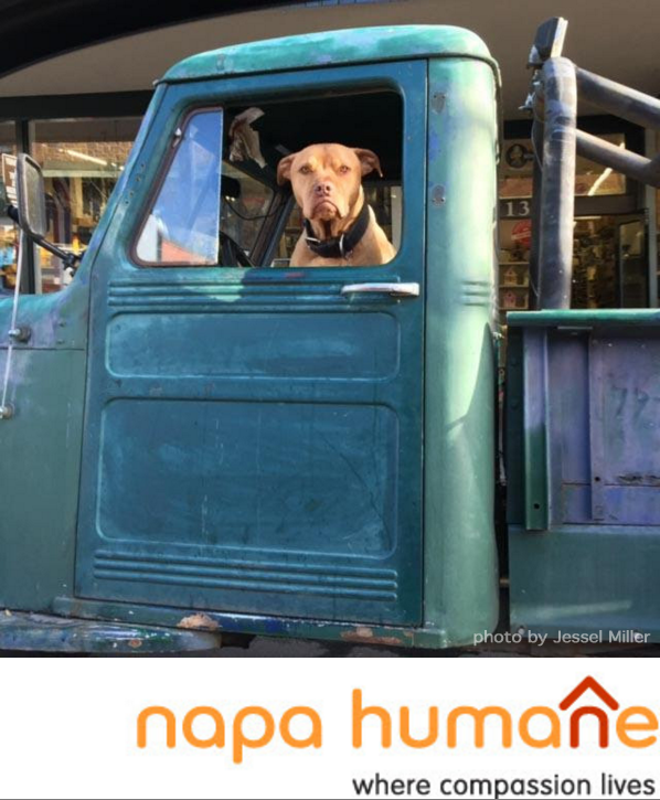 jessel gallery human and animal bond show